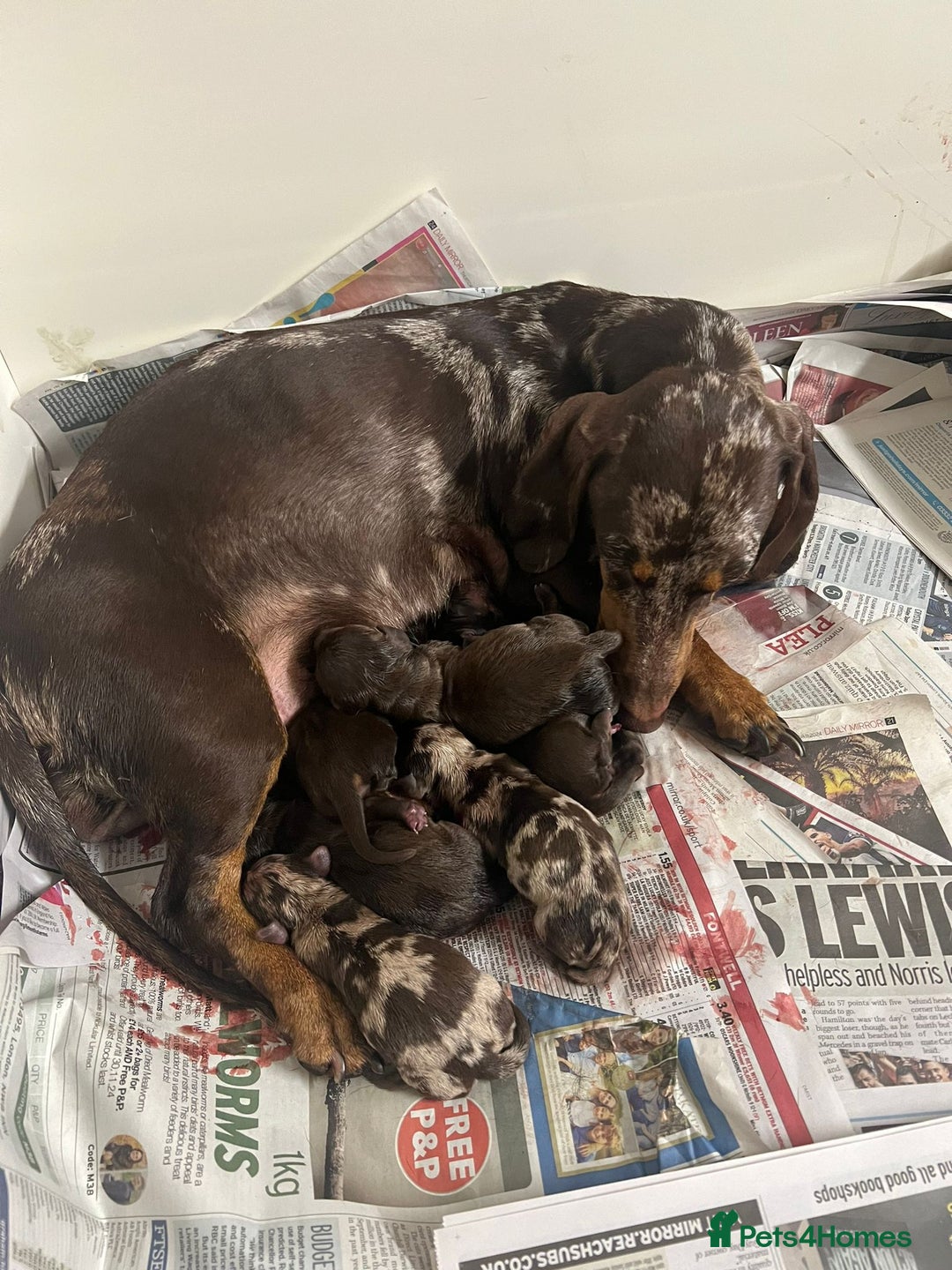 Miniature Dachshund dogs for sale: ADORABLE MINIATURE DACHSHUND PUPPIES  - Image 1