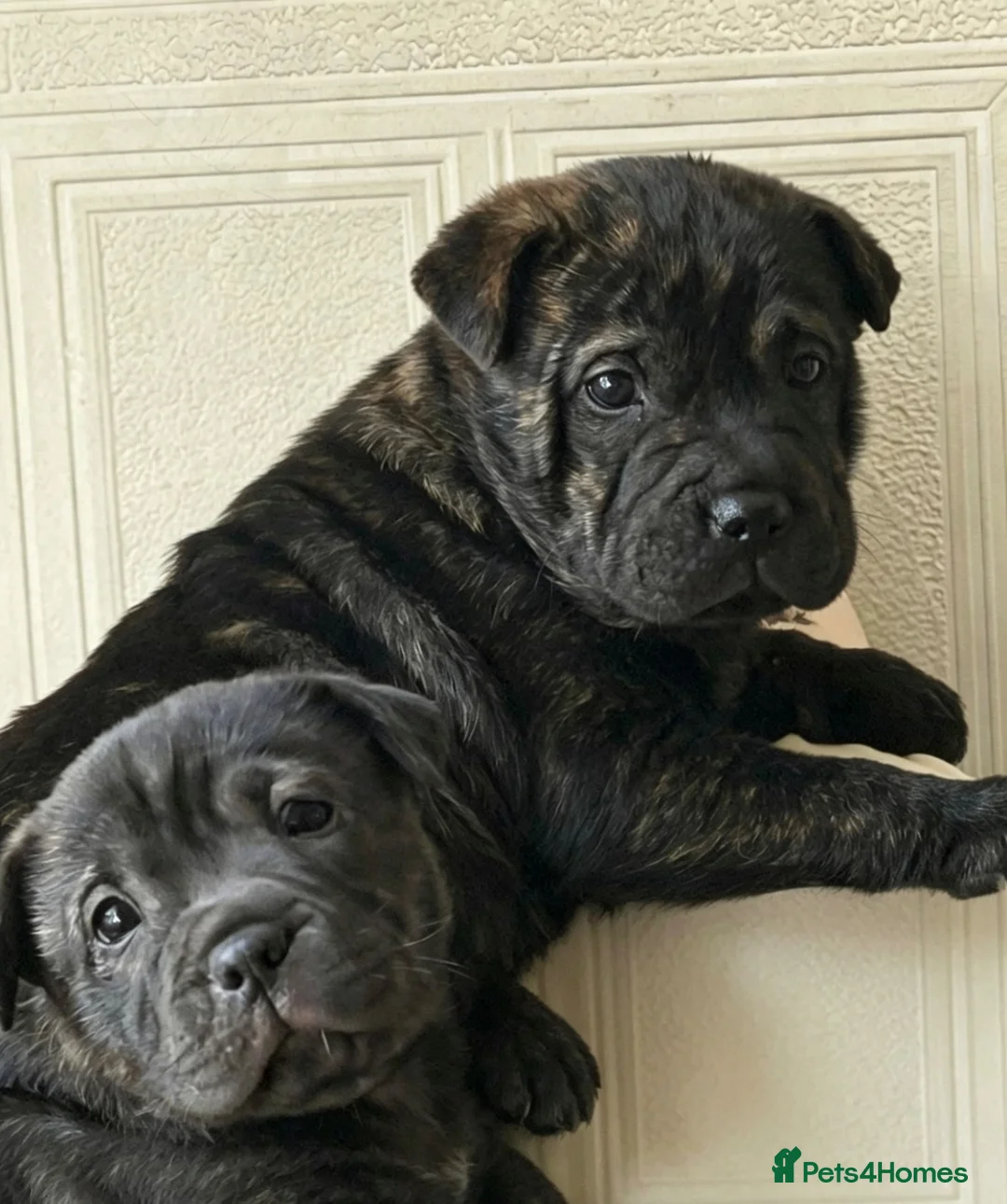 Mixed Breed dogs for sale: Sher Pei x Staffy Pups with lines of Pekinese  in Pontefract - Advert 2