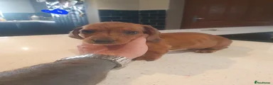 Dachshund Puppy 4