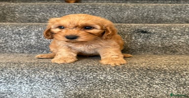 Cockapoo dogs - Advert 8
