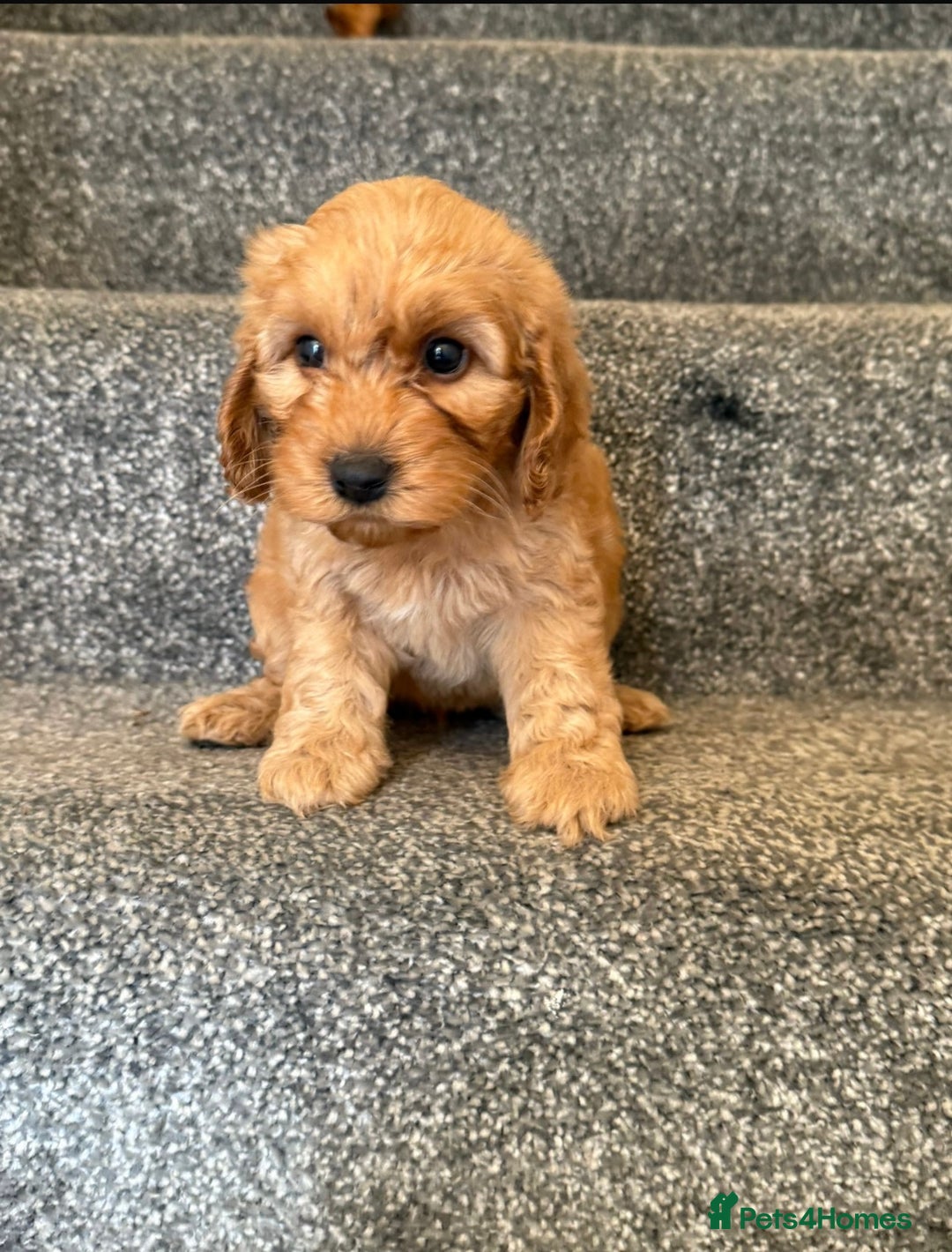 Cockapoo dogs for sale: Toy Cockapoo Puppies  - Image 3