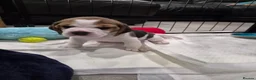 Beagle dogs for sale: Stunning Tri-Colour Beagle Puppies  - Advert 3