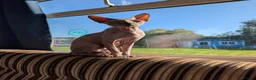 Sphynx cats for sale: Ready for reservation  - Advert 12