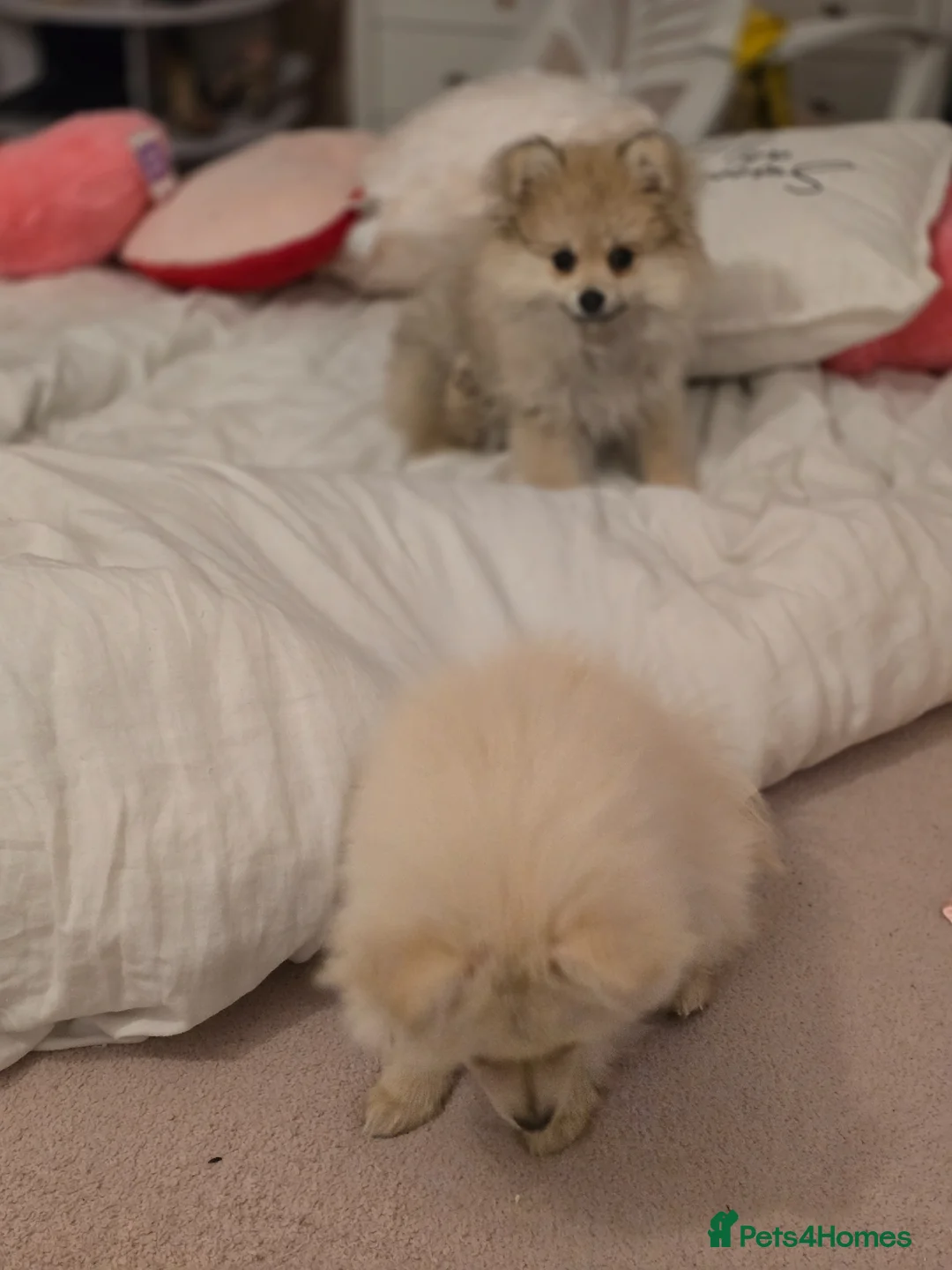 Pomeranian dogs for sale: Last little girl looking for her forever home in Basildon - Advert 2