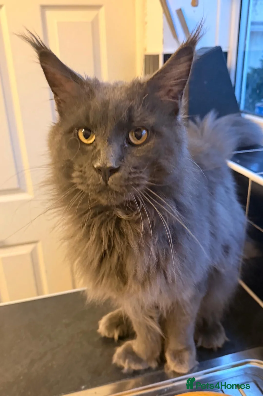 Maine Coon cats for sale: Striking Blue Male Maine Coon 😻 - Advert 3