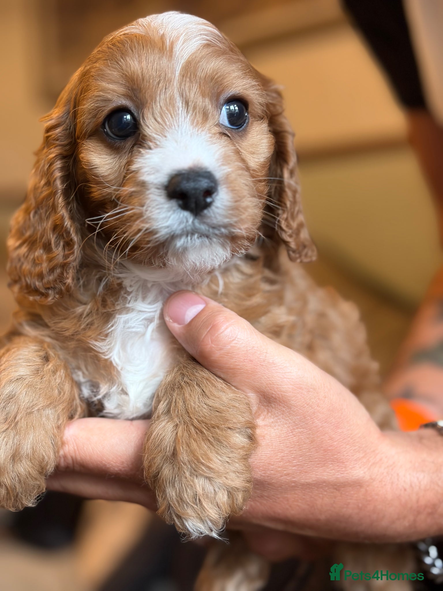 Cavapoo dogs Stunning f1 Cavapoos  - Advert 2