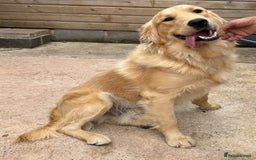 Golden Retriever dogs for sale: Two stunning boys, excellent heslth test results!  - Image 2