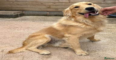 Golden Retriever dogs - Advert 16