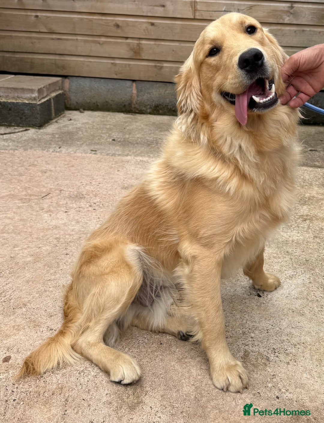 Golden Retriever dogs for sale: Two stunning boys, excellent heslth test results!  - Image 2