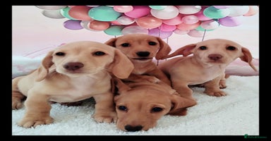 Miniature Dachshund dogs - Advert 12