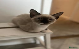 Mixed Breed cats for sale: One stunning boy left  - Image 2