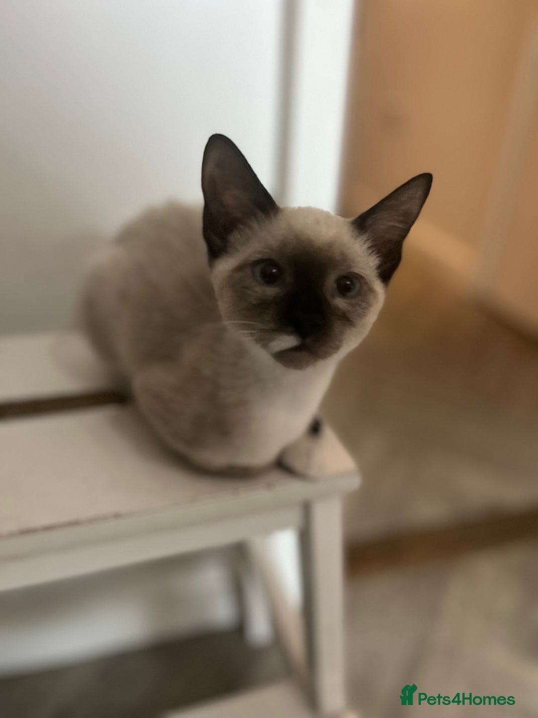 Mixed Breed cats for sale: One stunning boy left  - Image 2