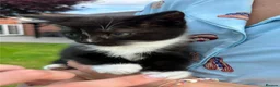 British Shorthair cats for sale: Beautiful British Shorthair Kitten 1LEFT Ready Now - Advert 1