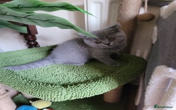 British Shorthair cats for sale: BRITISH SHORTHAIR KITTEN - Advert 2