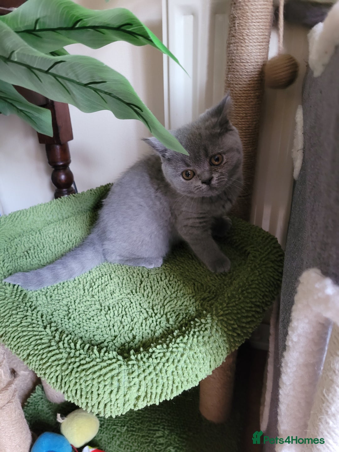 British Shorthair cats for sale: BRITISH SHORTHAIR KITTEN - Advert 2