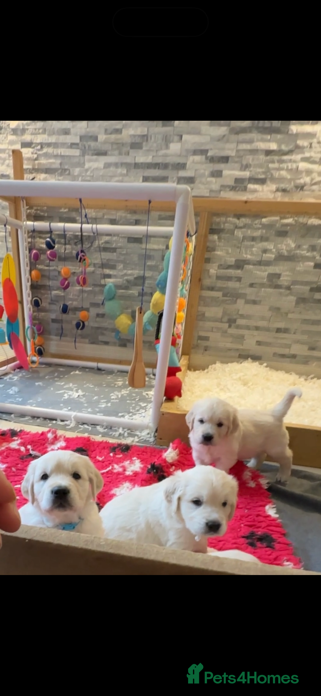 Golden Retriever dogs for sale: Cream Golden Retriever Puppy Health Tested Parents in Blackpool - Image 16