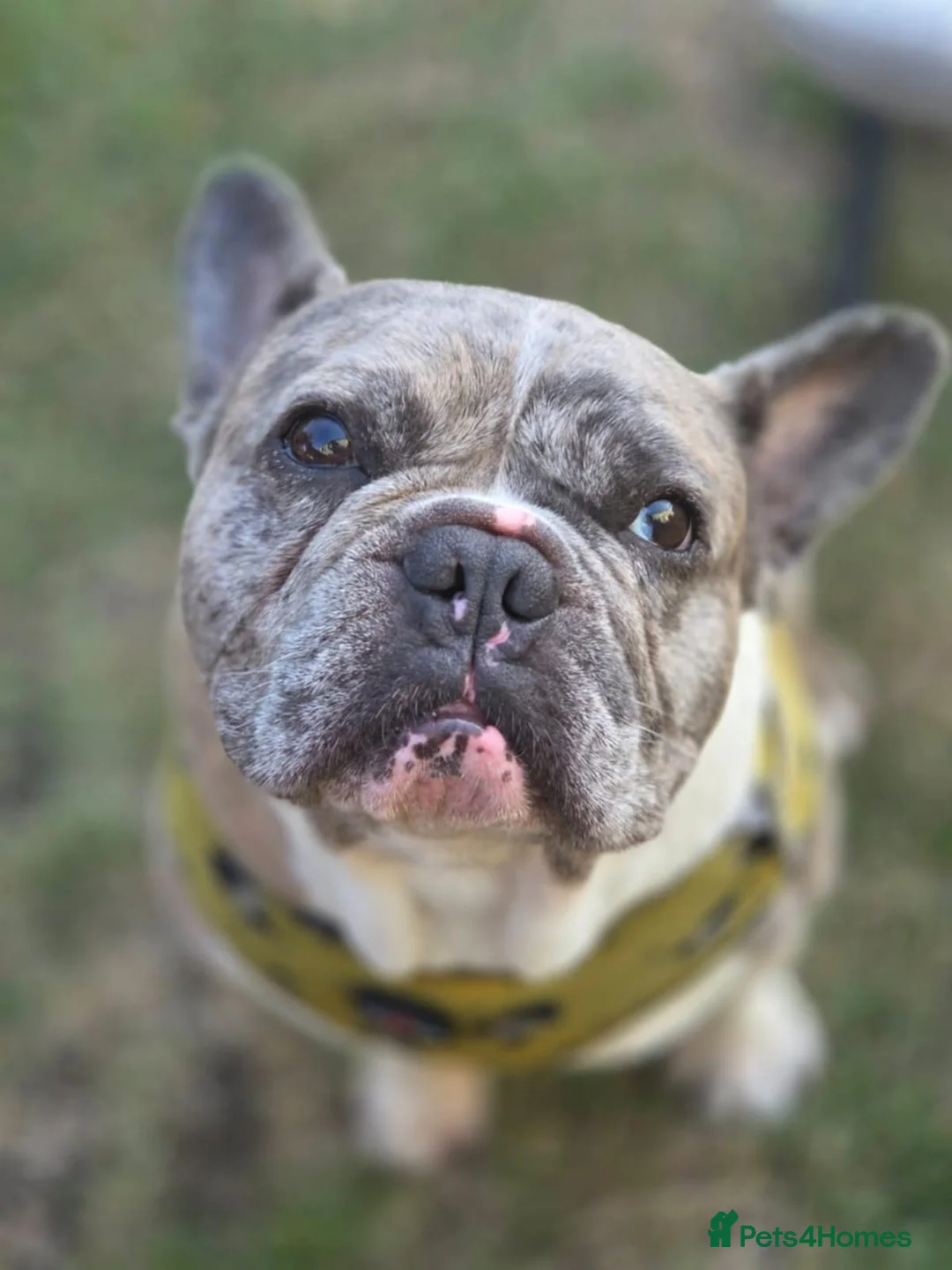 French Bulldog dogs for stud: ✨ Proven French Bulldog ✨ - Advert 1