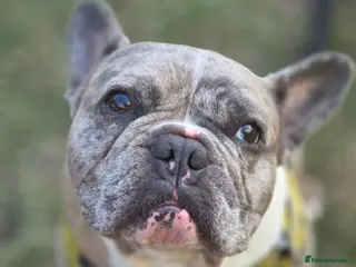 French Bulldog dogs ✨ Proven French Bulldog ✨ - Advert 1