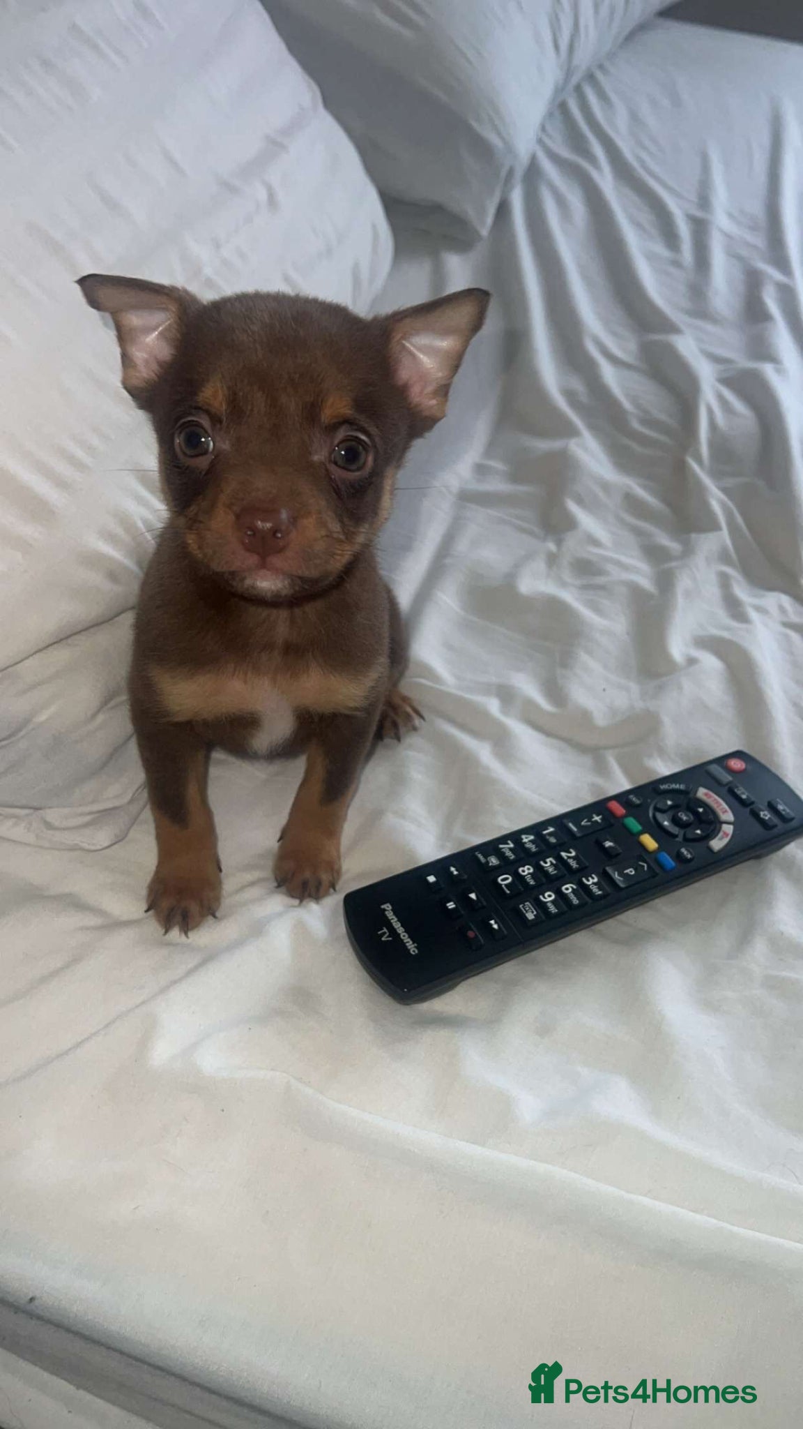 Mixed Breed dogs Pomeranian X Pocket Bully  - Advert 19