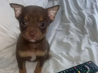 Mixed Breed dogs Pomeranian X Pocket Bully - Advert 19