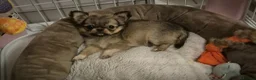 Chihuahua dogs for sale: Beautiful long haired chihuahua girl  - Advert 8