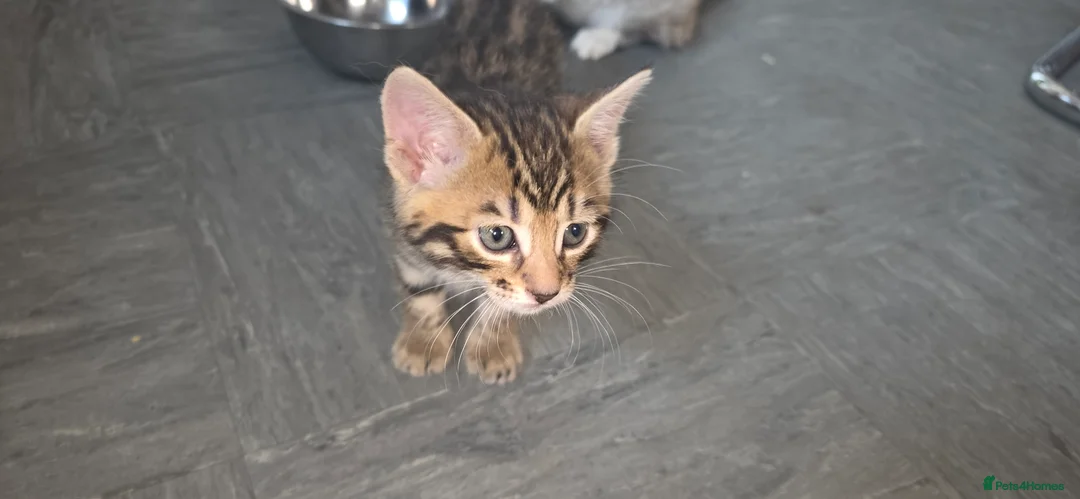 Bengal cats for sale: Beautifully Pure Brown Rossete Bengal girl - Advert 2