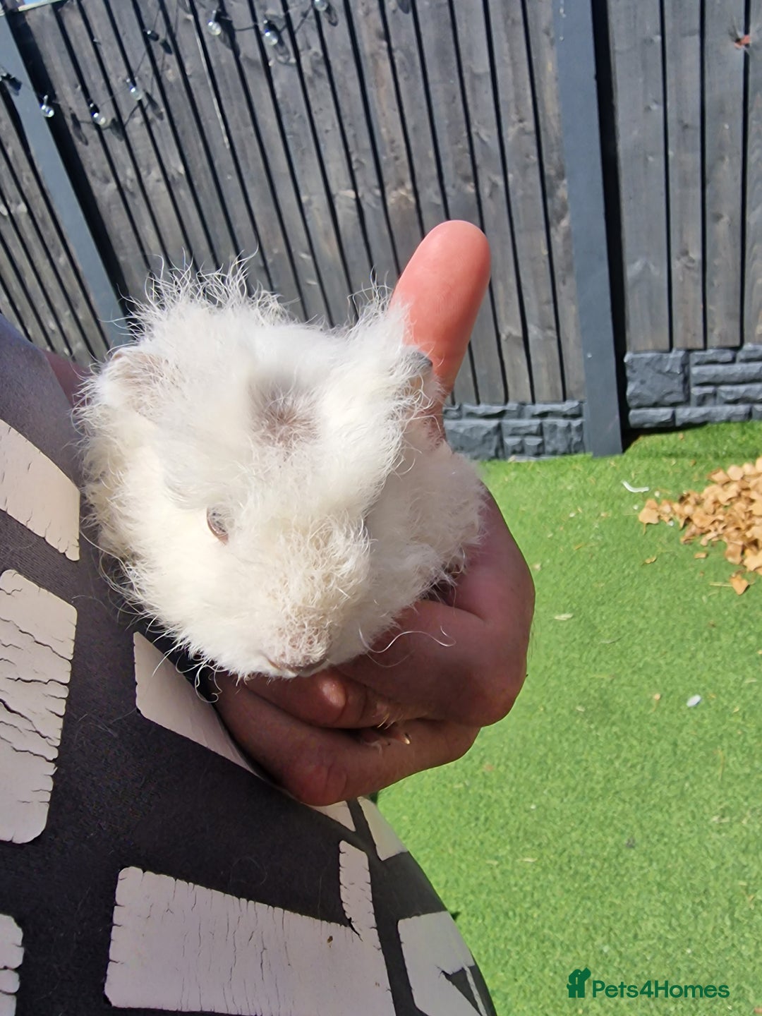 Guinea Pig rodents for sale: 2 female and 5 male guinea pigs available  - Image 5