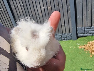 Guinea Pig rodents guinea pigs available - Advert 20