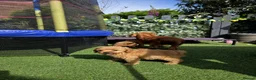 Cavapoo dogs for sale: dna clear f1 red cavapoo puppies , FAMILY REARED in Alford - Advert 11