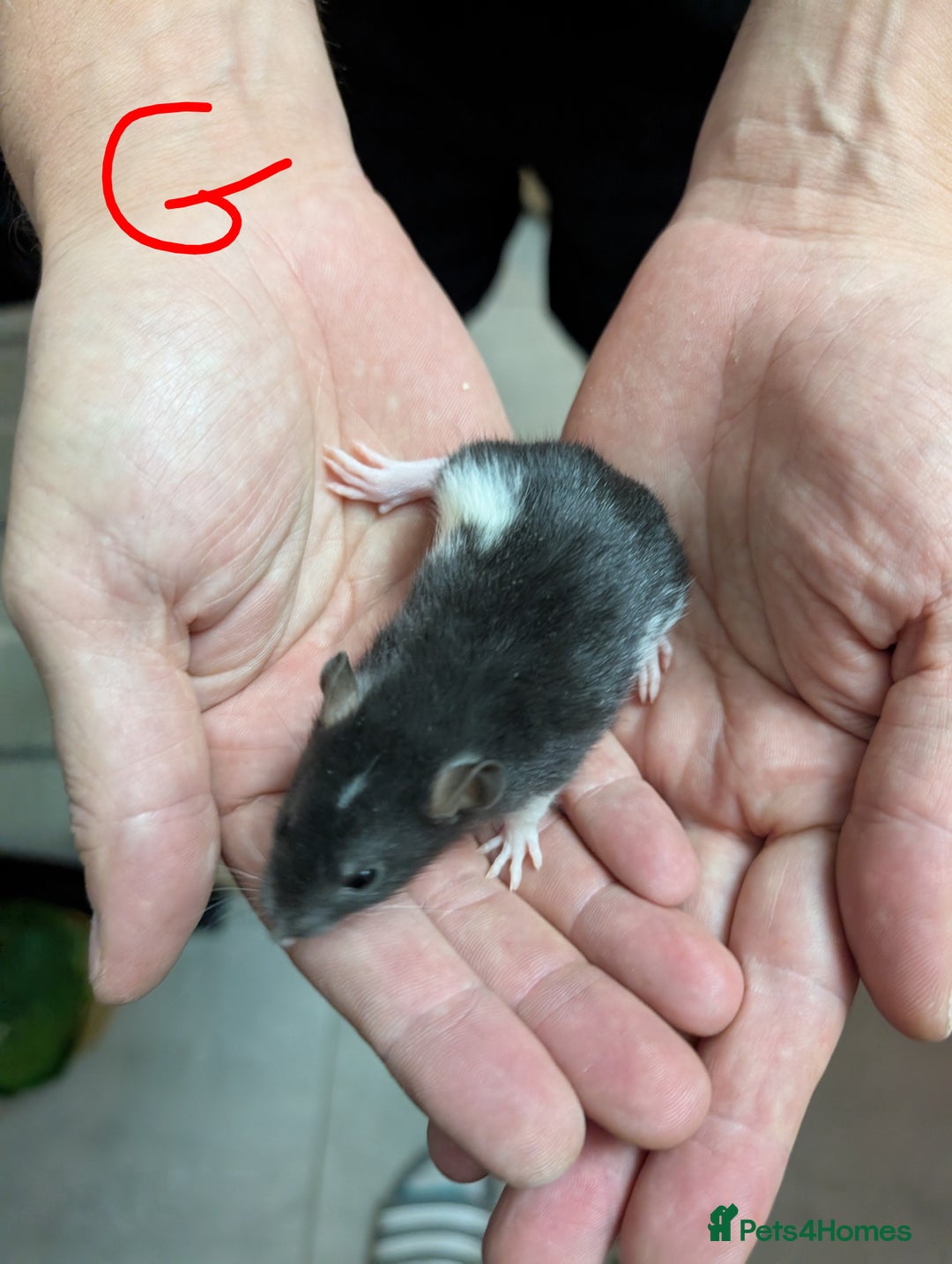 Rat rodents for sale: Baby Male and Female Rats - Advert 13