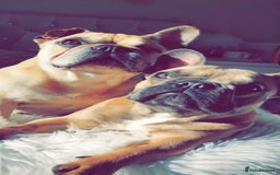 French Bulldog dogs for sale: Stunning Home Reared Frenchies  - Image 6
