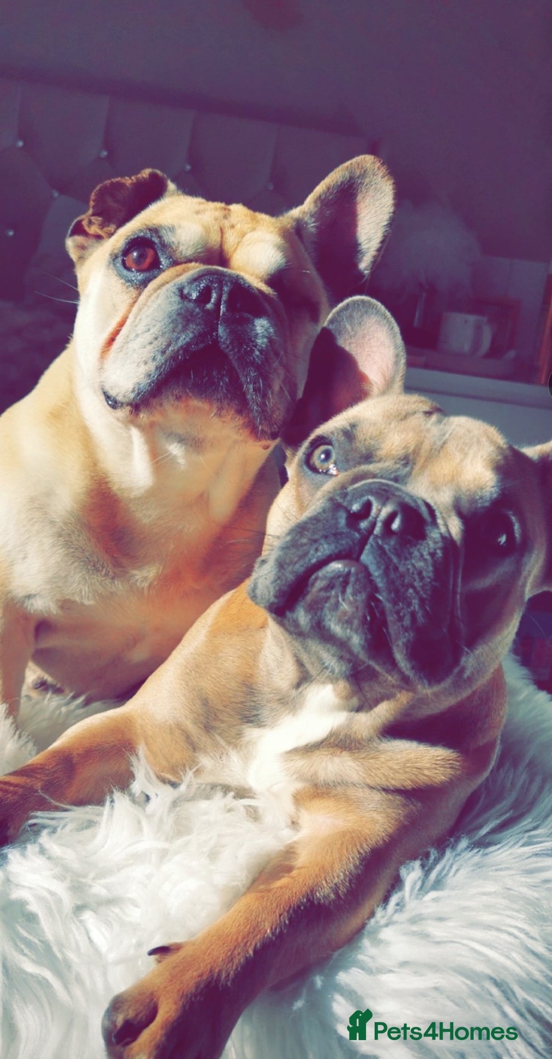 French Bulldog dogs for sale: Stunning Home Reared Frenchies  - Image 6