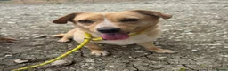 Mixed Breed dogs for adoption: Klara, could you be her special person ❤️ - Advert 22