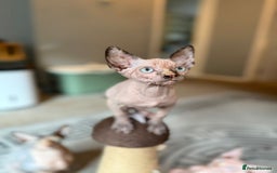 Sphynx cats for sale: Beautiful Sphynx Kittens Available  - Image 7