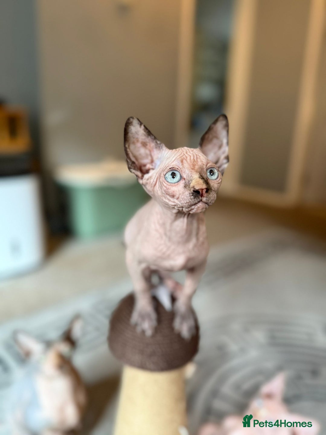 Sphynx cats for sale: Beautiful Sphynx Kittens Available  - Image 7