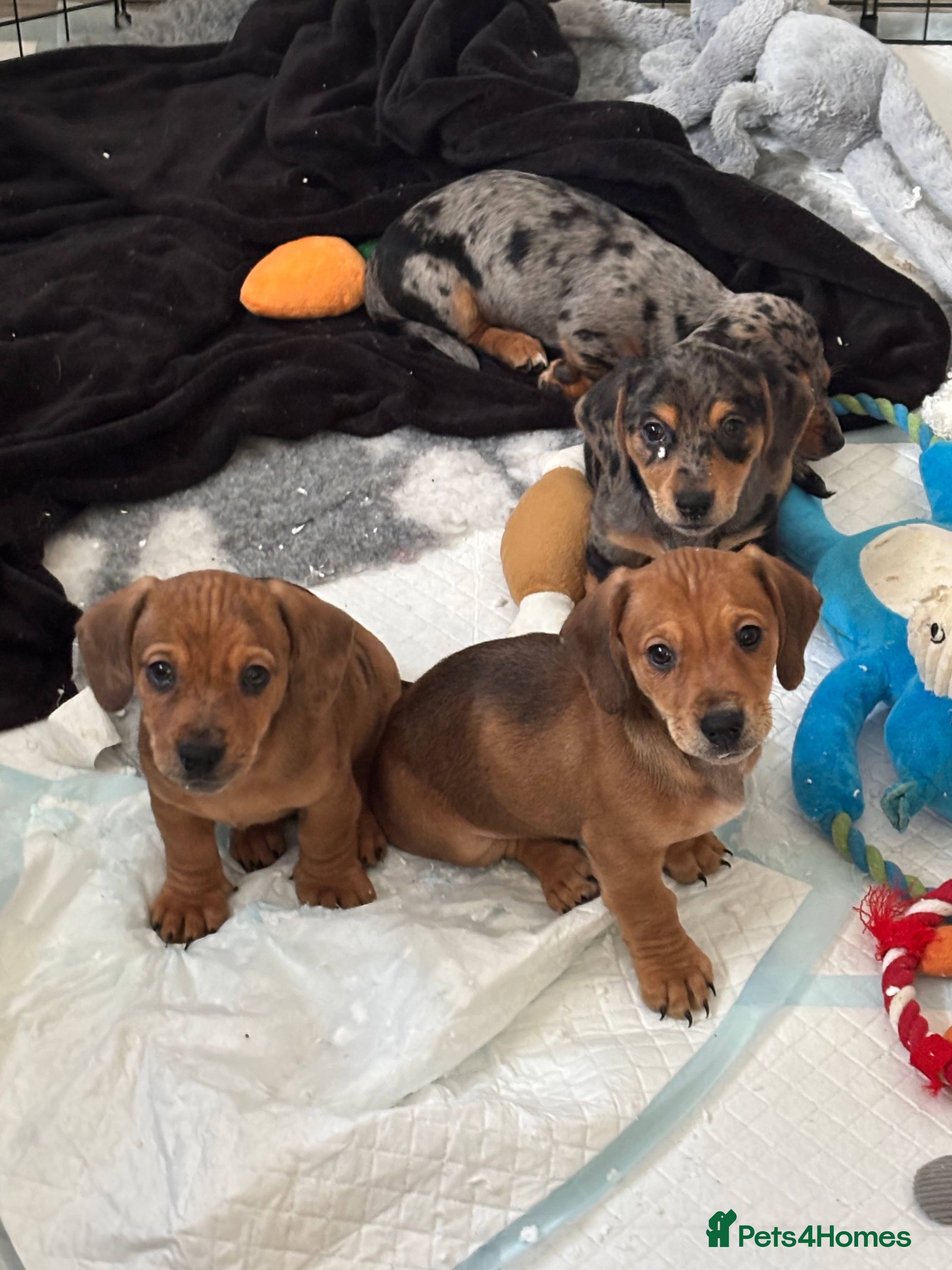 Mixed Breed dogs Two beautiful brown boys(chocolate& cream &dapple) - Advert 1