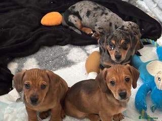 Mixed Breed dogs Two beautiful brown boys(chocolate& cream &dapple) - Advert 1