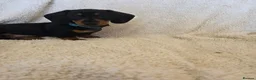 Miniature Dachshund dogs for sale: Six beautiful miniature smooth haired dachshunds - Advert 20