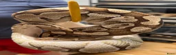 Snake reptiles for sale: Mixed Snakes - Advert 36
