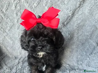 Cavapoo dogs 💕EXTENSIVE DNA🏆CHAMPION LINES🏅TOY CAVAPOO 🐶 - Advert 3