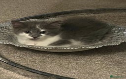 Ragdoll cats for sale: Two Male grey and white Rag-dolls  - Image 5