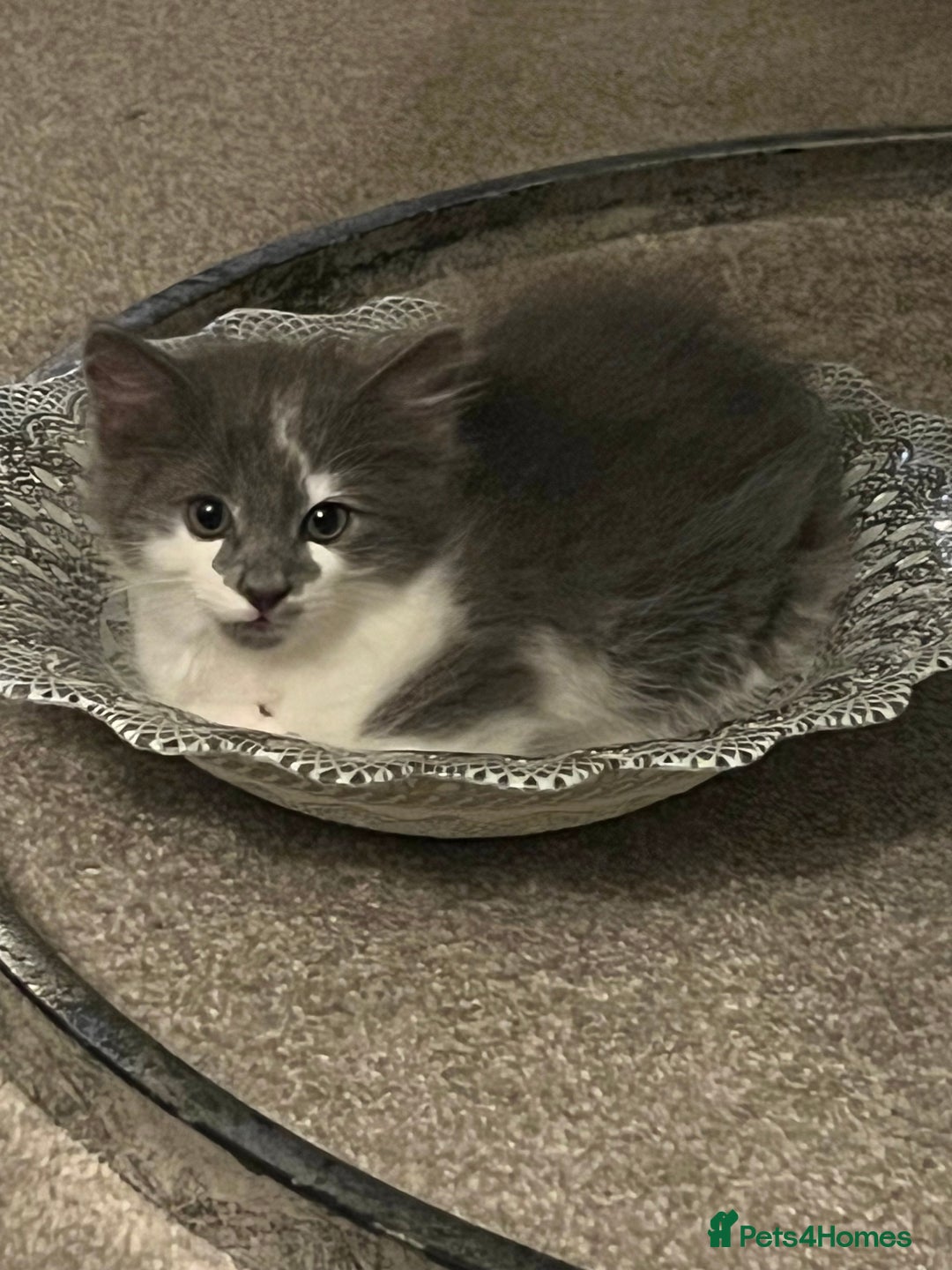Ragdoll cats for sale: Two Male grey and white Rag-dolls  - Image 5