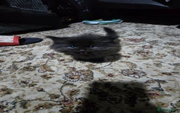 Ragdoll cats for sale: Ragdoll Kittens For Sale - Image 15