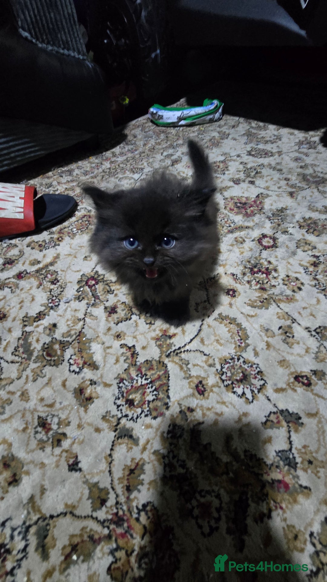 Ragdoll cats for sale: Ragdoll Kittens For Sale - Image 15