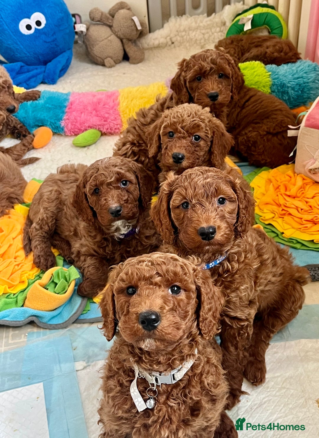 Goldendoodle dogs for sale: multigenerational Australian Golden doubledoodles - Advert 3