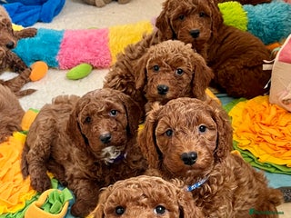Goldendoodle dogs multigenerational Australian Golden doubledoodles - Advert 3