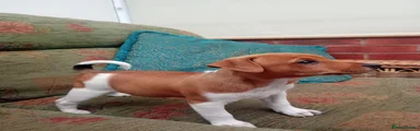 Jack Russell 5