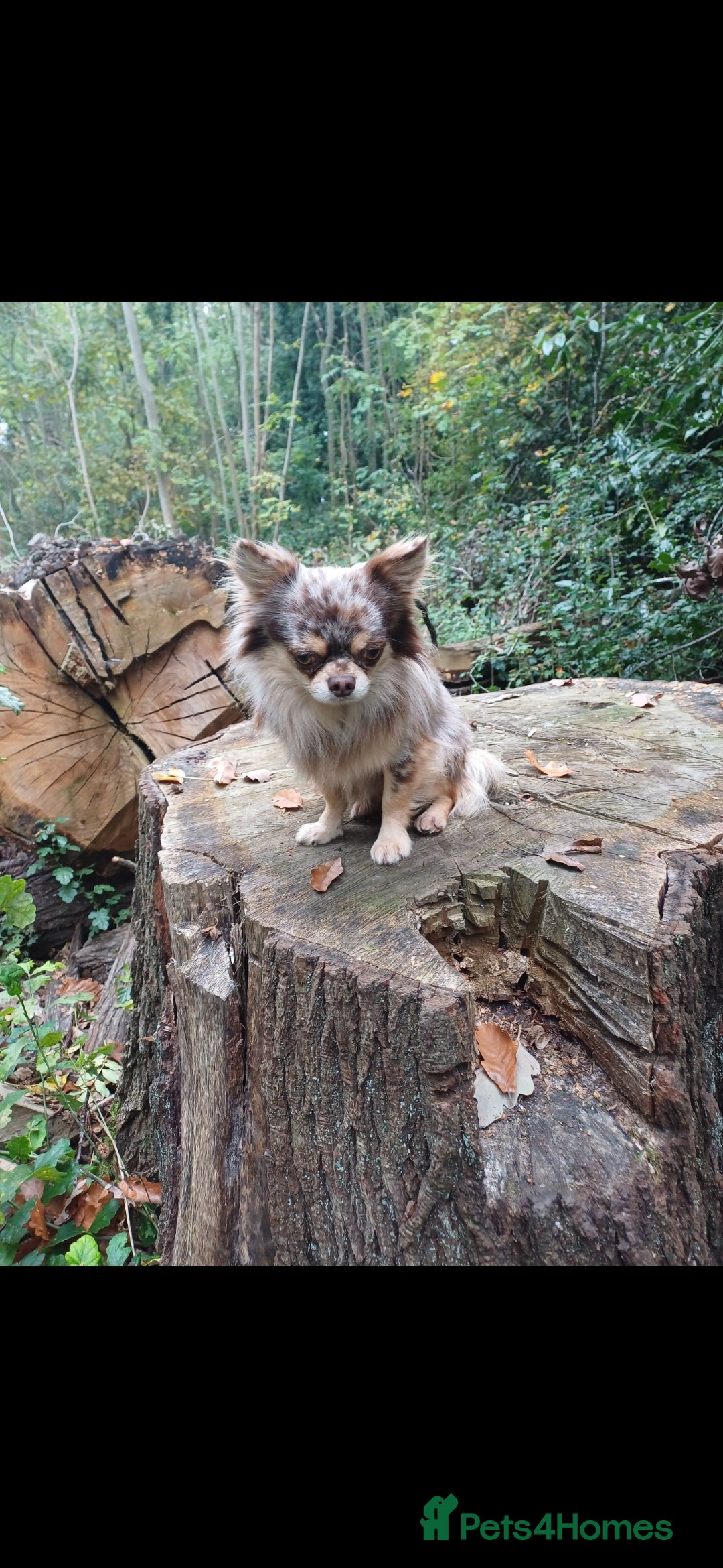 Chihuahua dogs for stud: MARLEY has arrived for stud🏆 k.c merle boy - Image 5