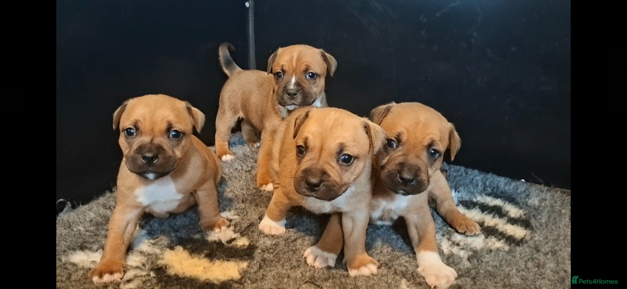 Staffordshire Bull Terrier dogs Red Staffordshire bull terrier pups - Advert 17