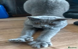British Shorthair cats for sale: Blue British shorthair kitten male. - Image 2